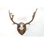 Taxidermy - Fallow deer (Dama Dama) antlers with palmations, on an oak board,
