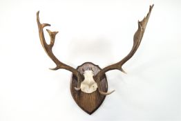 Taxidermy - Fallow deer (Dama Dama) antlers with palmations, on an oak board,