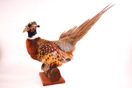 Taxidermy : A pheasant (Phasianus Colchicus), perched on a log, with square base,