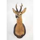 Taxidermy - A full neck and shoulder roe deer head (Capreolus Capreolus),