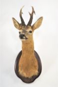 Taxidermy - A full neck and shoulder roe deer head (Capreolus Capreolus),