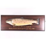 A taxidermy brown trout (Salmo Trutta), 4lb's 7oz caught by Master Robert Petrie, aged 9 years,