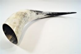 Taxidermy : A large ankole cow horn,