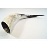 Taxidermy : A large ankole cow horn,