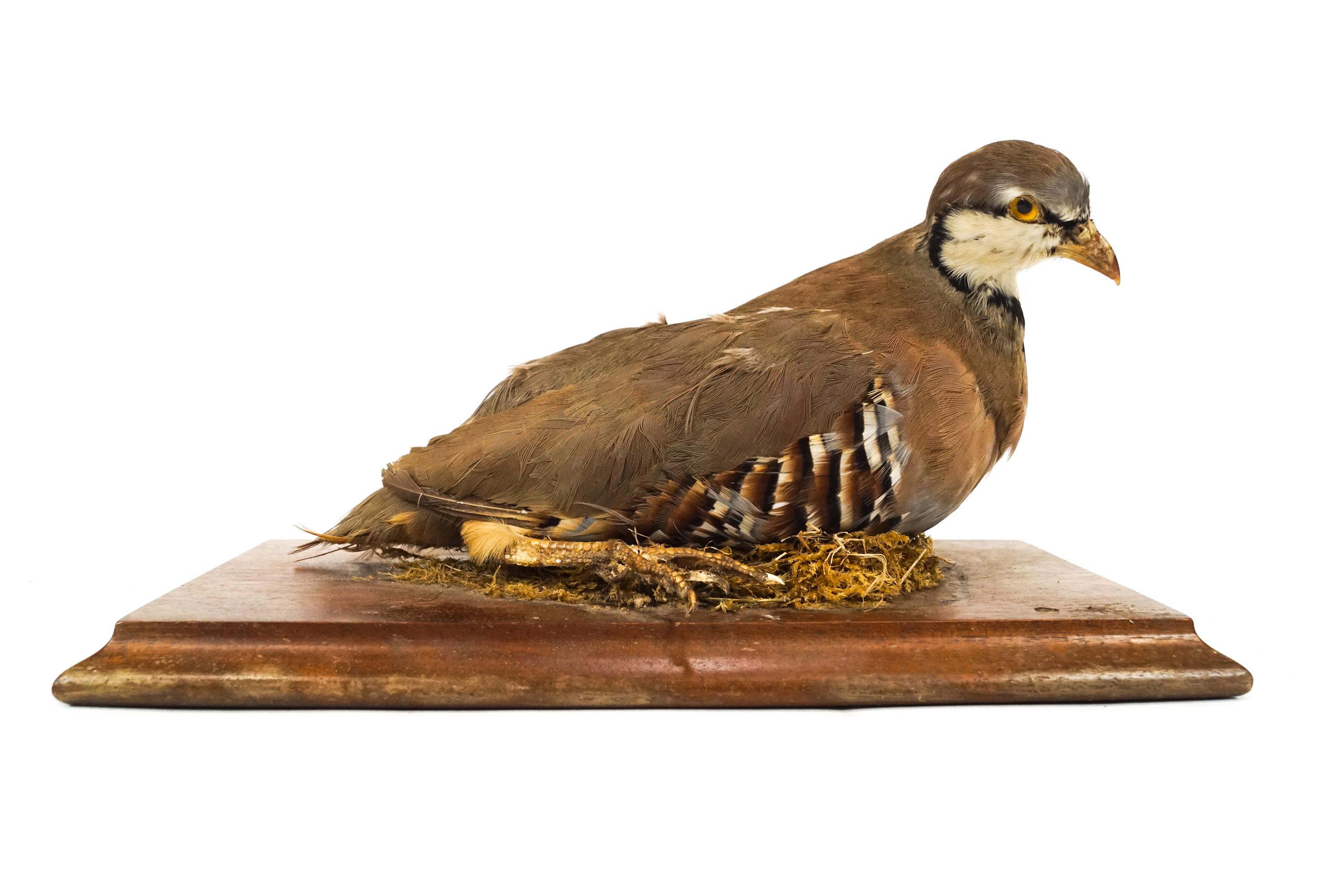 Taxidermy : A Partridge on a mahogany plinth,