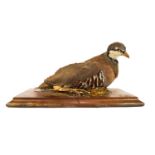 Taxidermy : A Partridge on a mahogany plinth,