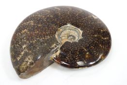 A carved and polished fossil ammonite, 18.5cm across.