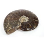 A carved and polished fossil ammonite, 18.5cm across.