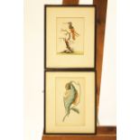 A pair of late 18th century coloured prints of tropical birds, one published by F P Nodder,