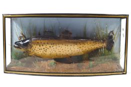 Taxidermy : A brown trout (salmo trutta) in a bow fronted glazed case