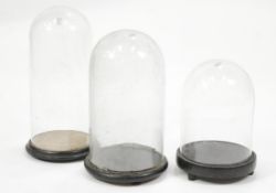 Three glass cylindrical display domes on ebonised bases, 46cm,