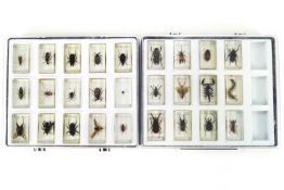 A group of sixty perspex set specimen insects, in four fitted boxes,