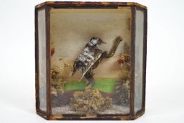 Taxidermy : A lesser spotted woodpecker (Dendrocopos minor), on a branch in a mossy setting,