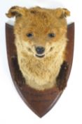 Taxidermy : A snarling Fox's head (vulpes vulpes), and fore paws, mounted on an oak shield,