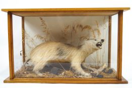 Taxidermy: A cased badger, in leaf, moss and grass filled landscape,