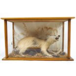 Taxidermy: A cased badger, in leaf, moss and grass filled landscape,