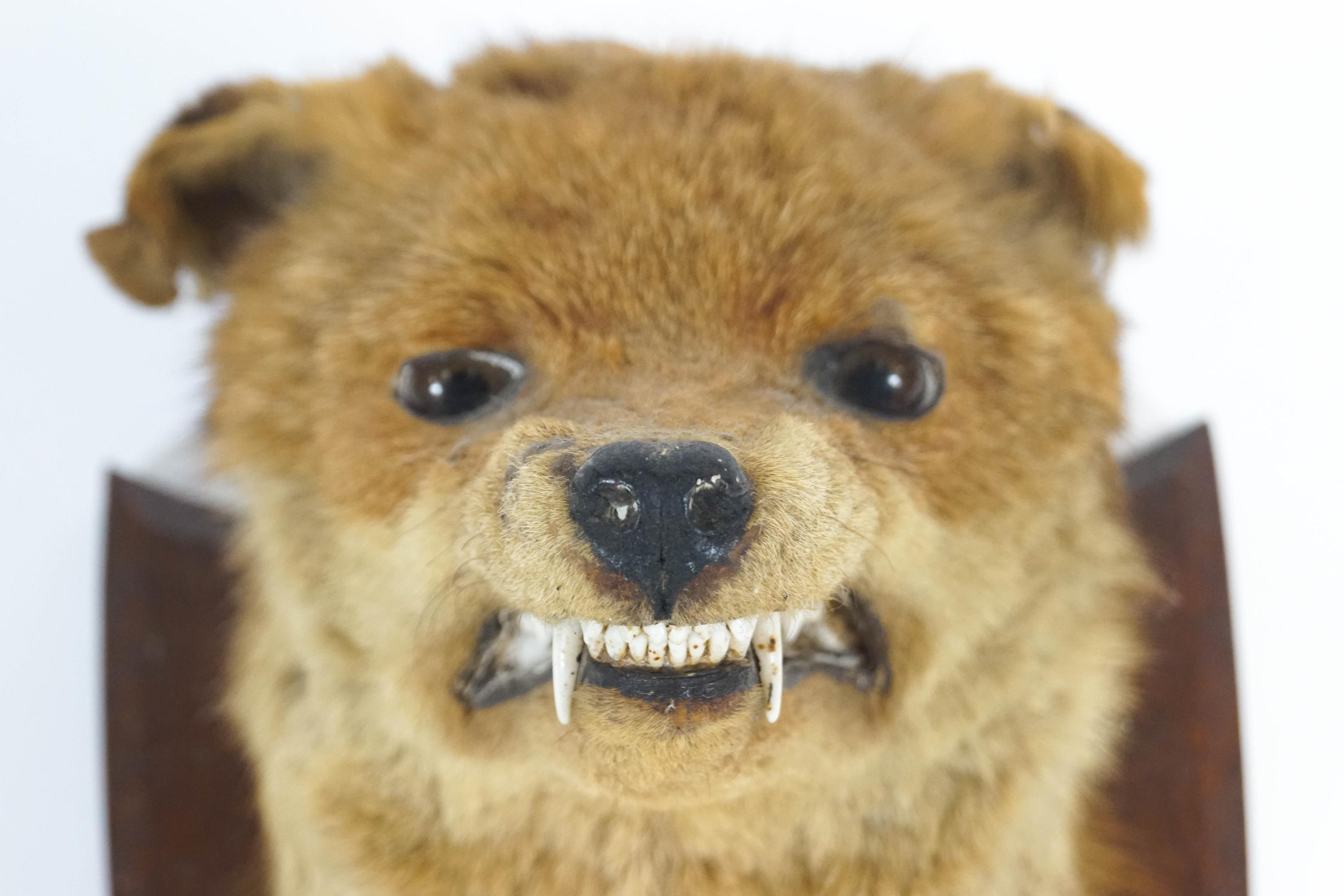 Taxidermy : A snarling Fox's head (vulpes vulpes), and fore paws, mounted on an oak shield, - Image 2 of 3