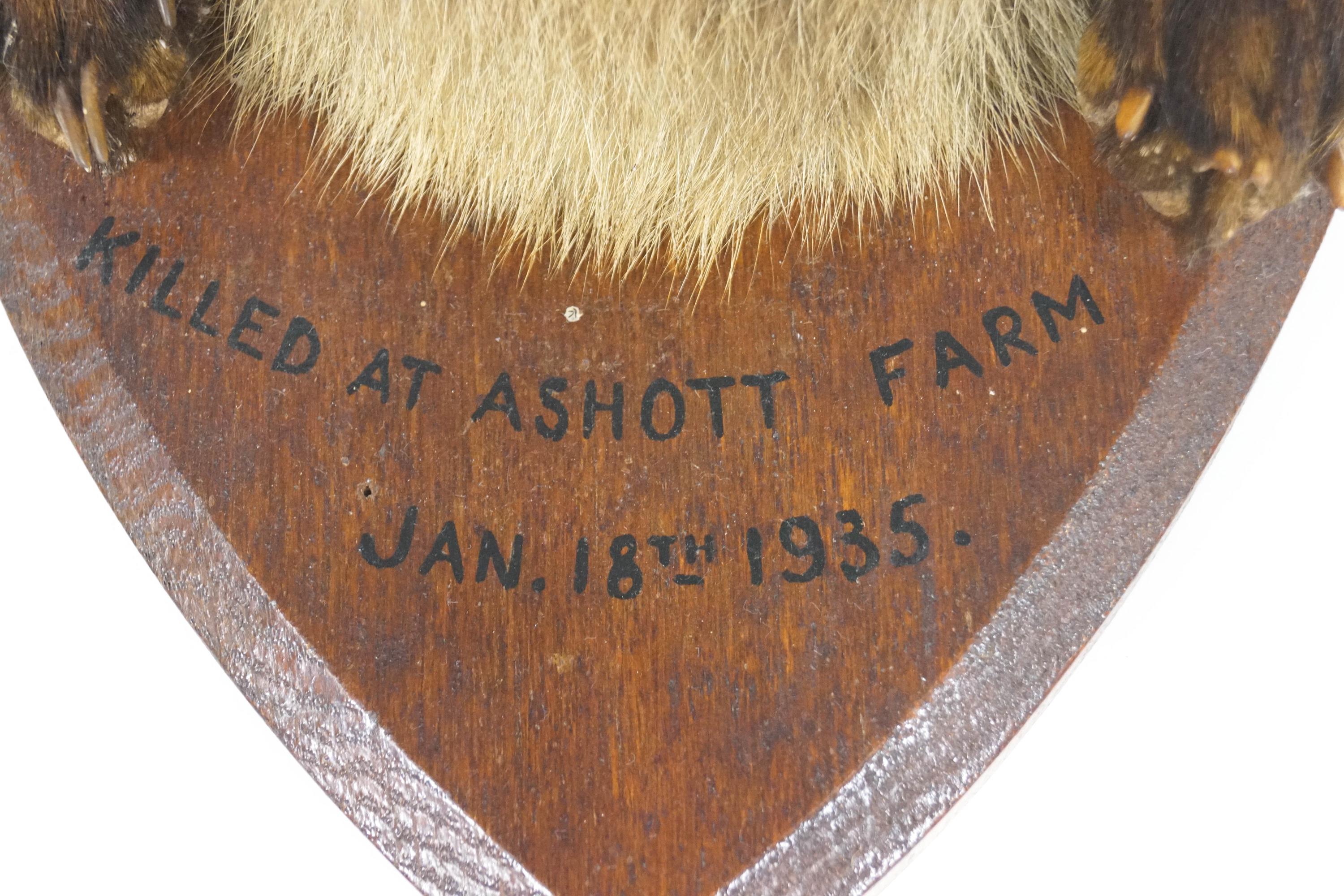 Taxidermy : A snarling Fox's head (vulpes vulpes), and fore paws, mounted on an oak shield, - Image 3 of 3