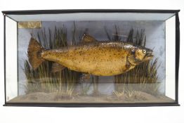 Taxidermy : A very rare and early flat cased Trout, caught by I C Haustoe, Maidenhead, Sept 1898,