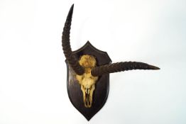 Rowland Ward, A Gazelle skull mounted to a oak board with the makers inset panel to the rear,