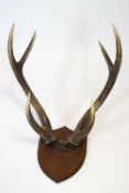 A set of deer antlers on an oak plinth, with three points each,