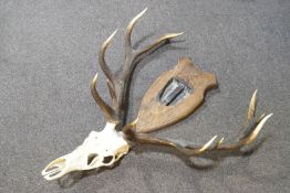 A red deer skull with twelve point antlers and an oak mount