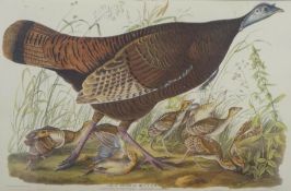 Lizars after Audubon, Great American Hen & Young, hand coloured engraving,