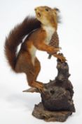 Taxidermy : A stuffed red squirrel on a naturalistic mount,