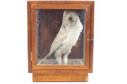 Taxidermy : A stuffed barn owl (Tyto Alba), in a glazed mahogany case,