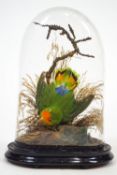 Taxidermy : A Lovebird in a flying pose against a twig and grass background,