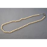 A single strand 5.5mm cultured pearls.