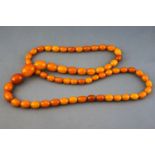 A single strand of graduated butterscotch amber beads, stung plain with screw clasp 76.