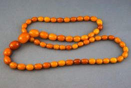 A single strand of graduated butterscotch amber beads, stung plain with screw clasp 76.