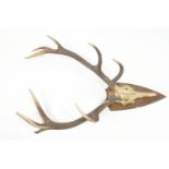 A pair of five point antlers mounted on an oak plaque,