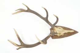 A pair of five point antlers mounted on an oak plaque,