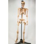 A full scale composite skeleton on a cast iron Admel stand,