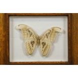 Three framed and glazed studies of butterflies,