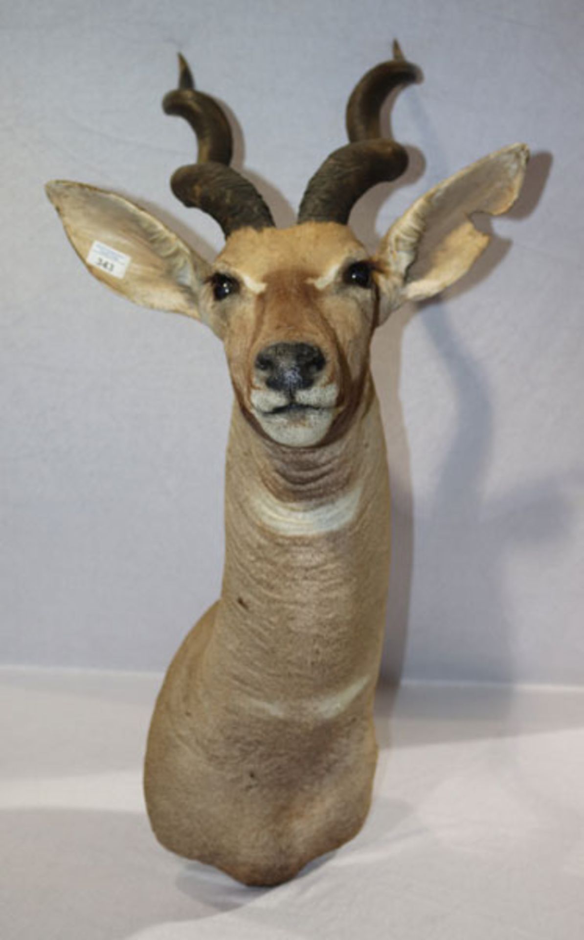 Tierpräparat, wohl Kuduantilope ?, H 110 cm, T 60 cm, B 45 cm, altersbedingter Zustand