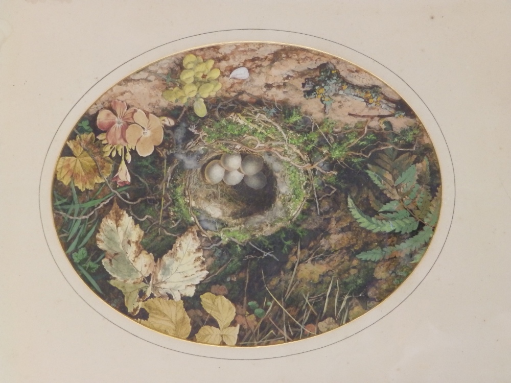 S. J. Drew – oval watercolour – Study of a bird's nest.