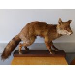 A taxidermy specimen of a red fox.