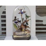 A taxidermy display of small tropical birds under glass dome,