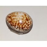 A cowrie shell snuff box with white metal mounts - shell cracked