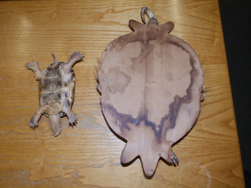 A taxidermy specimen armadillo mounted as a wall hanging letter rack and a small tortoise. (2) - Image 2 of 2