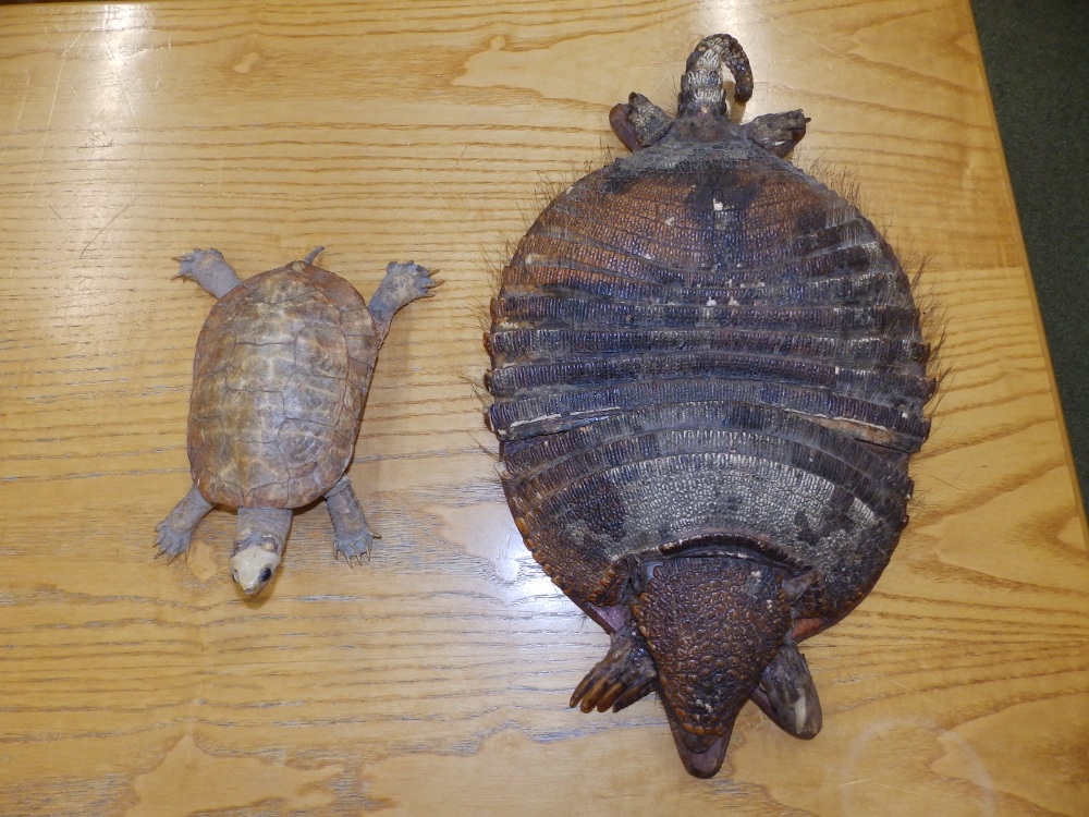 A taxidermy specimen armadillo mounted as a wall hanging letter rack and a small tortoise. (2)