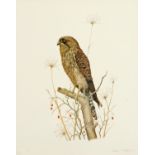 After Edwin Chicken, limited edition colour print of Kestrel,