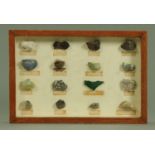 A Days display case containing 16 specimen rock samples, to include bonite, malachite, galena,