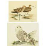 Martin Salmon, two colour lithographs, Snowy Owl and Curlews, 17.5 cm x 23.5 cm and 19.5 cm x 26.