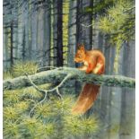 John MacDonald (20th century contemporary), "Red Squirrel", signed, watercolour,