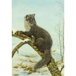 Dick Twinney, oil on canvas, pine marten. 34 cm x 23.5 cm, framed, signed.