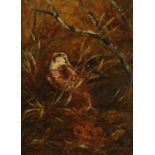 English School 19th century, "Woodcock", unsigned, oil on panel, 19 cm x 14 cm.